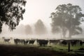 a herd of cattle grazes on a foggy morning in the farm fields