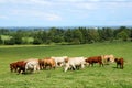 Herd of cattle grazing Royalty Free Stock Photo