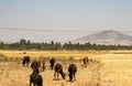 Herd of cattle grazing on the dried grass in drought seas Royalty Free Stock Photo