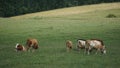 A herd of cattle grazing on the grass on mountain slopes in the Polish Pieniny Mountains. Royalty Free Stock Photo