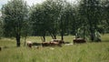 A herd of cattle grazing on the grass on mountain slopes in the Polish Pieniny Mountains. Royalty Free Stock Photo