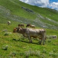 Herd of cattle grazing in a green meadow on the hillside Royalty Free Stock Photo