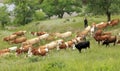 A herd of cattle are grazing