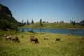 a herd of cattle grazing on a lush green hillside Royalty Free Stock Photo