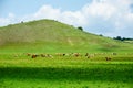 The herd cattle hillside on the meadow Royalty Free Stock Photo