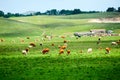 The herd cattle hillside Royalty Free Stock Photo