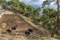 Herd of cattle on the Island of Gorgona, Livorno, Italy