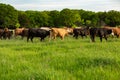 Herd of livestock on new pasture on the cattle ranch Royalty Free Stock Photo