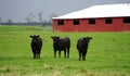 A herd of cattle out grazing the land. Royalty Free Stock Photo