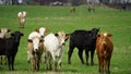 A herd of cattle out grazing the land. Royalty Free Stock Photo