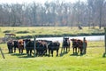 A herd of cattle out grazing the land. Royalty Free Stock Photo