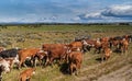 A herd of cattle outside Punta Arenas, Chile Royalty Free Stock Photo