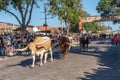 A herd of cattle parading through the Fort Worth Stockyards accompanied by cowboys on horseback Royalty Free Stock Photo