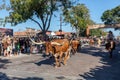 A herd of cattle parading through the Fort Worth Stockyards accompanied by cowboys on horseback Royalty Free Stock Photo