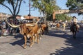 A herd of cattle parading through the Fort Worth Stockyards accompanied by cowboys on horseback Royalty Free Stock Photo