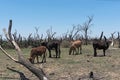 Herd of cattle on a pasture on the shore of Lake Ngami southern of the Okawango Delta in Botswana Royalty Free Stock Photo