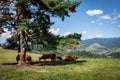 A herd of cattle resting in the shadow under the tree in the mountains. Royalty Free Stock Photo