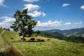 A herd of cattle resting in the shadow under the tree in Pieniny mountains, Poland. Royalty Free Stock Photo