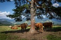 A herd of cattle resting in the shadow under the tree in Pieniny mountains, Poland. Royalty Free Stock Photo