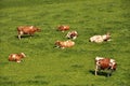 Herd of cattle Royalty Free Stock Photo