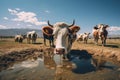 A herd of cattle is seen standing on top of a grass-covered field, enjoying the lush landscape, cows in ranch or farm, AI Royalty Free Stock Photo