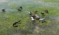 A herd of cattle standing on top of a lush green field Royalty Free Stock Photo