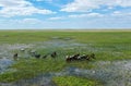 A herd of cattle standing on top of a lush green field Royalty Free Stock Photo