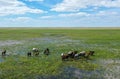 A herd of cattle standing on top of a lush green field Royalty Free Stock Photo