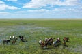 A herd of cattle standing on top of a lush green field Royalty Free Stock Photo