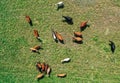 A herd of cattle standing on top of a lush green field Royalty Free Stock Photo