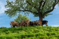 Herd of cattle standing on top of a lush green hillside Royalty Free Stock Photo