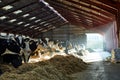 A cow is standing in the dirt, Dairy cows in a farm Royalty Free Stock Photo