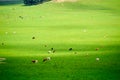 The herd cattle on the summer steppe