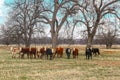 A herd of cattle of various colors lined up staring at the camera out in a field with bare trees and a pond in the background Royalty Free Stock Photo