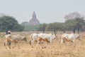 Herd of cattle walking through the dry field with temples and pagodas of ancient Bagan on background, Myanmar Royalty Free Stock Photo