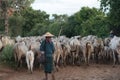 Herd of cattles in countryside