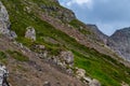 Herd of chamois on steep mountain sloupe covered by grass, debris and few stones in the Dolomites