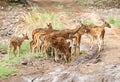 Herd of Cheetal deer in Ranthambore forest Royalty Free Stock Photo
