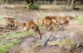 A herd of Cheetal deer in Ranthambore forest Royalty Free Stock Photo