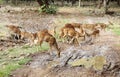 A herd of Cheetal deer in Ranthambore forest