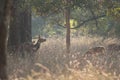 Herd of chital Axis axis in Bandhavgarh National Park.