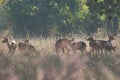 Herd of chital Axis axis in Bandhavgarh National Park.