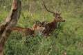 Herd of chital or spotted deer axis axis in bandipur national park Royalty Free Stock Photo