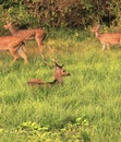 A herd of chital or spotted deer axis axis in bandipur national park Royalty Free Stock Photo