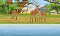 A herd of Cob antelopes on the bank of Great Lake. African savannah and bash. Wild mammals of central Africa Royalty Free Stock Photo
