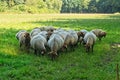 Herd of coburg fox sheep