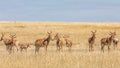 Herd of Coke`s Hartebeest standing in tall grass of the savannah of the Masai Mara, Kenya with blue sky background Royalty Free Stock Photo