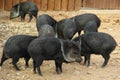 Herd of Collared Peccaries Royalty Free Stock Photo