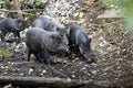 herd, Collared peccary, Pecari tajacu, searches for food in the forest Royalty Free Stock Photo