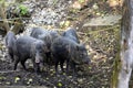 herd, Collared peccary, Pecari tajacu, searches for food in the forest Royalty Free Stock Photo